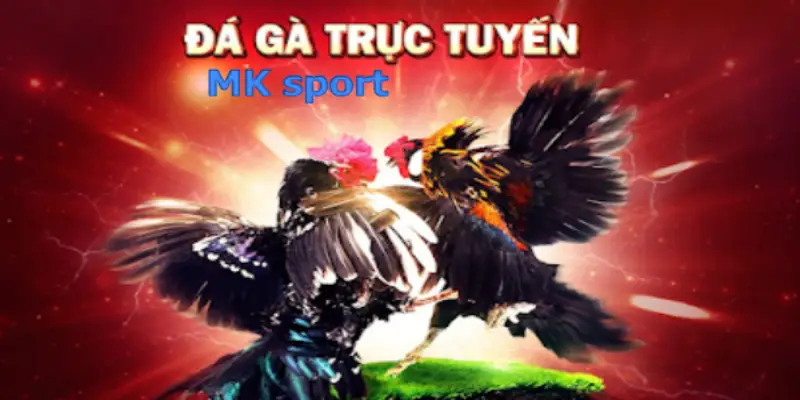 MK sport là một trong những địa chỉ xem đá gà uy tín hiện nay